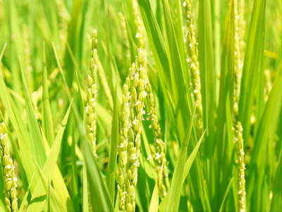 菊池水源棚田米 お米の花(出穂)の様子 平成27年度の『菊池水源棚田米』は残りわずかです!_a0254656_17424257.jpg