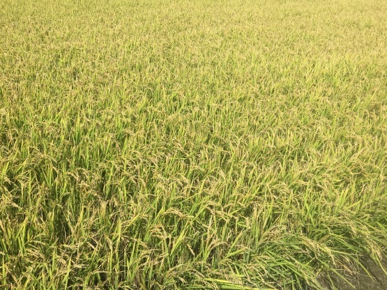 自然を見習って_a0356060_09305335.jpg