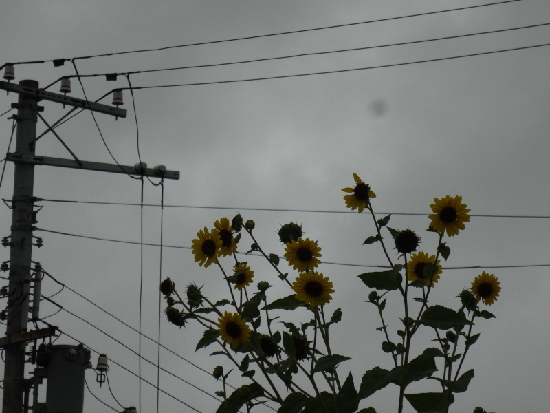 岬砂漠に雨が降る・・・_c0108460_13335030.jpg