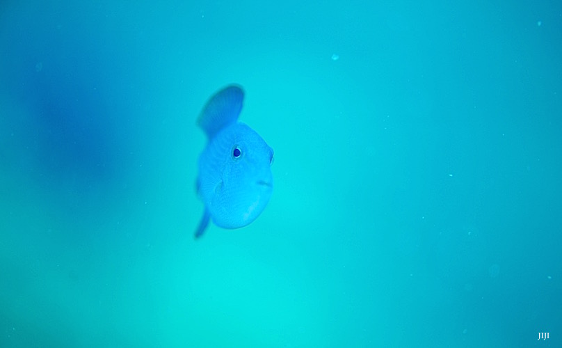 カエルアンコウ☆みなべ・田辺_e0158261_8194514.jpg