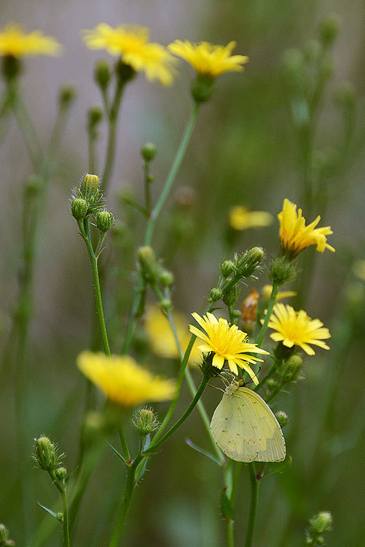 花に虫_c0045966_23464411.jpg