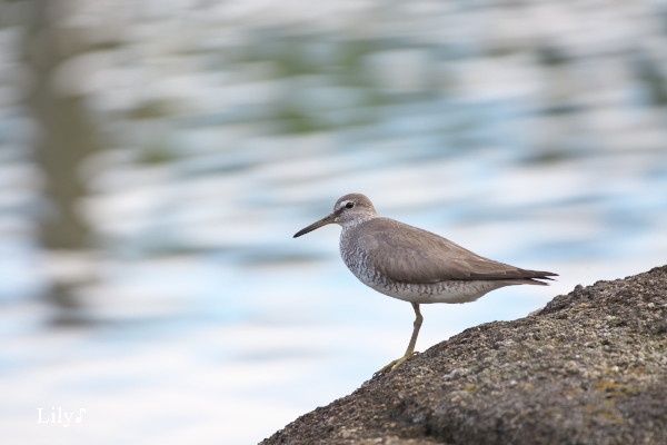 澄んだ瞳で ＊ 鳥天使キアシシギ_e0166574_22301140.jpg