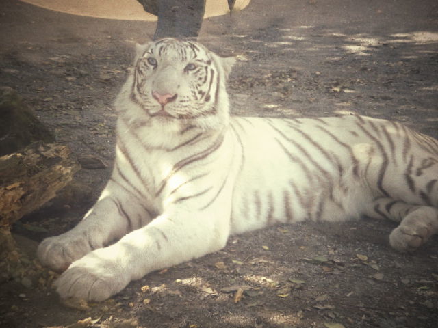 東武の動物公園へ。。。。。_b0210688_19032580.jpg