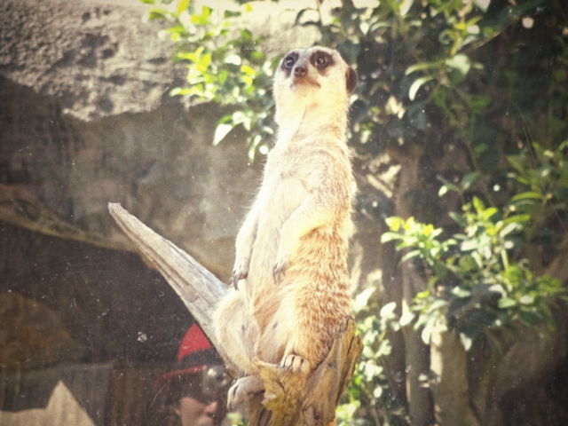 東武の動物公園へ。。。。。_b0210688_19044060.jpg