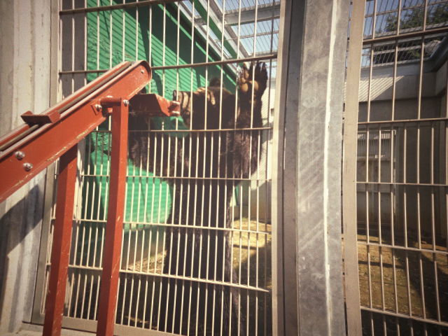 東武の動物公園へ。。。。。_b0210688_19090206.jpg