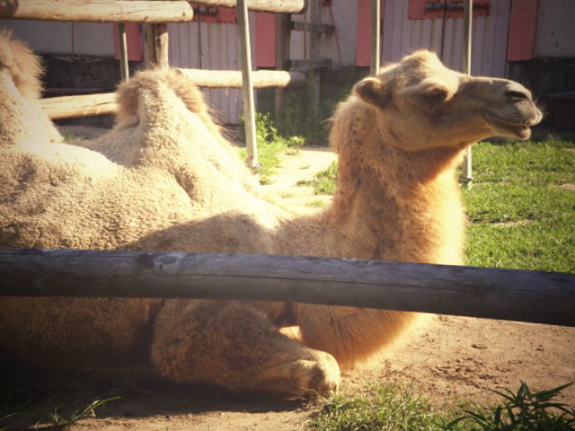 東武の動物公園へ。。。。。_b0210688_19093251.jpg