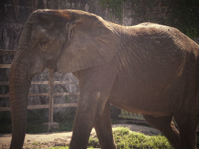 東武の動物公園へ。。。。。_b0210688_19124929.jpg