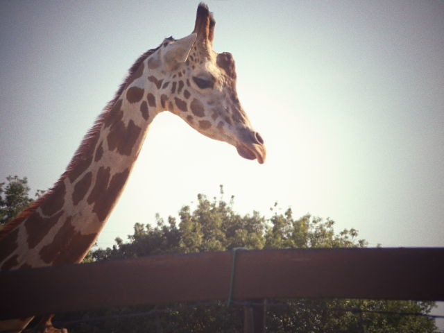 東武の動物公園へ。。。。。_b0210688_19132127.jpg