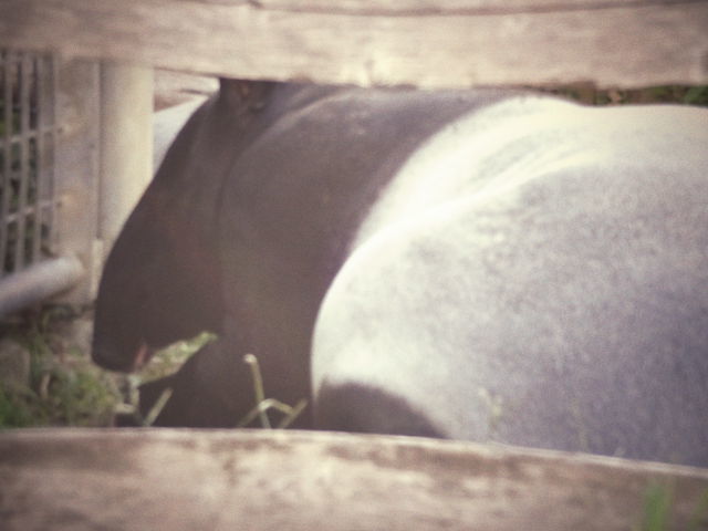 東武の動物公園へ。。。。。_b0210688_19135821.jpg