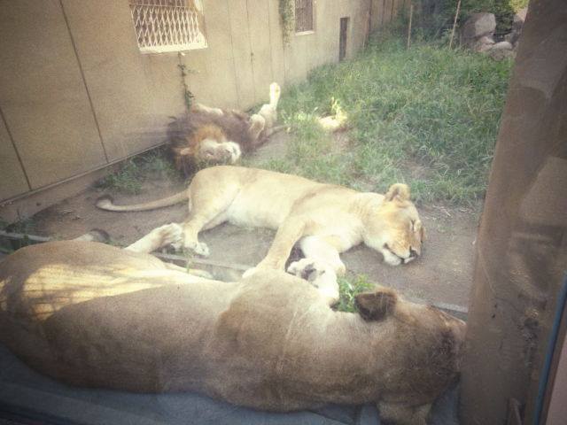 東武の動物公園へ。。。。。_b0210688_19365086.jpg