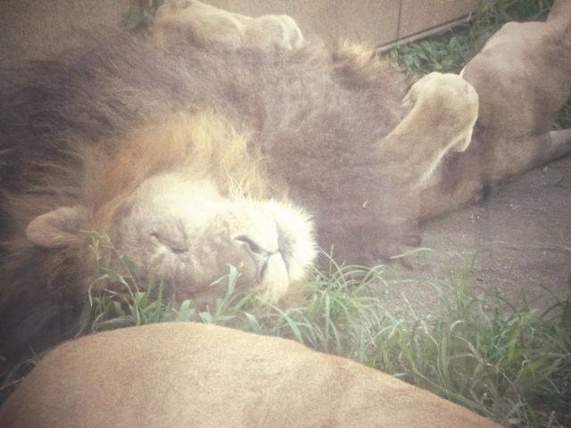 東武の動物公園へ。。。。。_b0210688_19571144.jpg