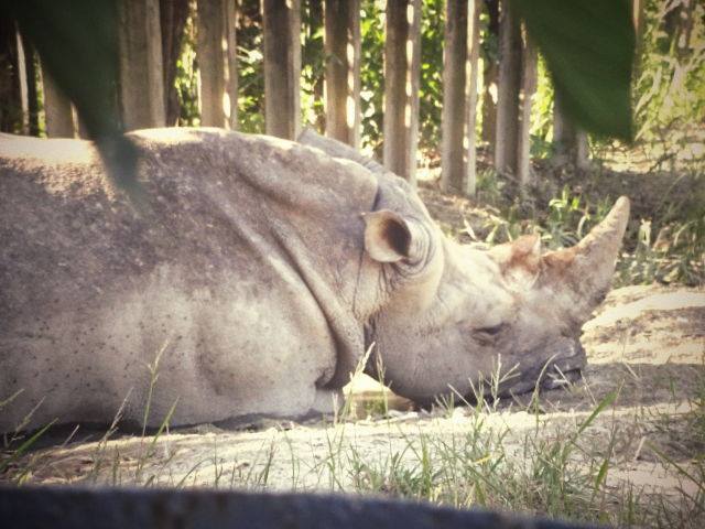 東武の動物公園へ。。。。。_b0210688_20004673.jpg