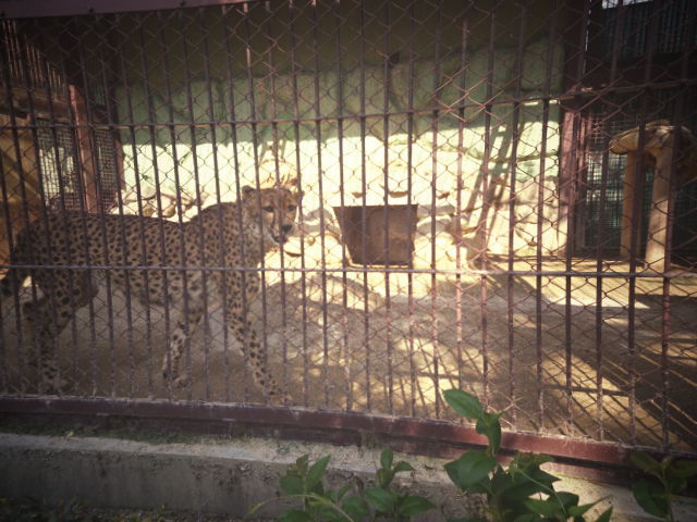 東武の動物公園へ。。。。。_b0210688_20072962.jpg