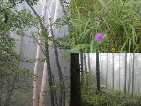 b0162000_6435725.gif