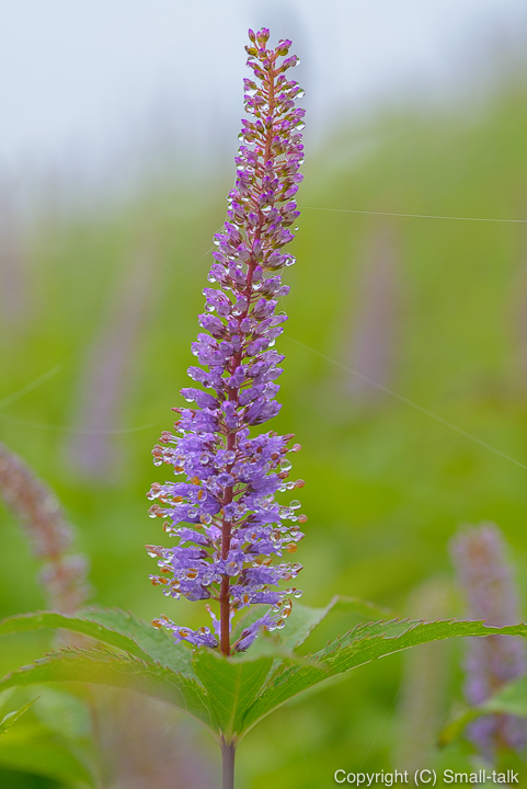 大きな高山植物_d0094105_22593267.jpg