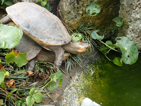 セマルの求愛 気ままなガメラ セマルの求愛 気ままなガメラ