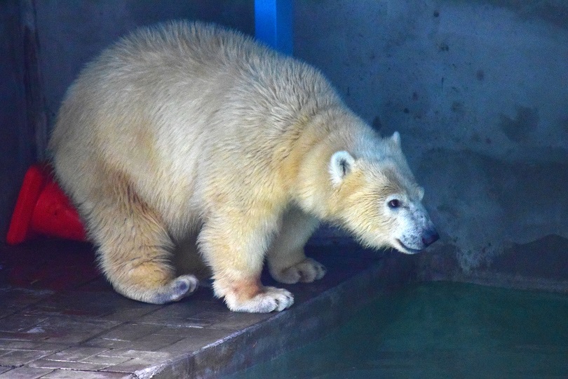 大阪・天王寺動物園のシルカの訓練 (Training) ~ 世界の動物園の訓練の事例を映像で振り返る_a0151913_5222823.jpg
