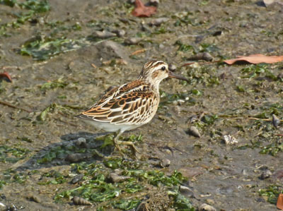 谷津干潟の旅鳥キリアイ Broad-billed Sandpiper_f0206939_11284036.jpg