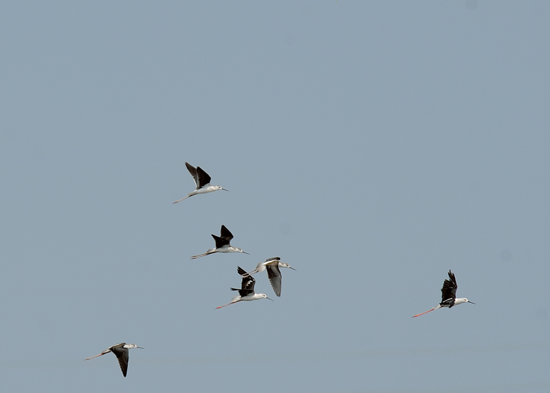 d0290240_09523417.gif
