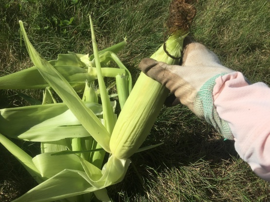 収穫おみくじ!_a0356060_13215624.jpg