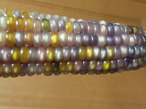 レインボーコーンでポップコーンを作ろう スピーチコンテスト 帰国子女の英語維持 再び渡米生活