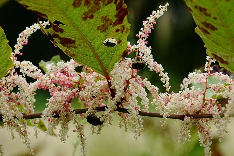 花に虫_c0045966_00075505.jpg