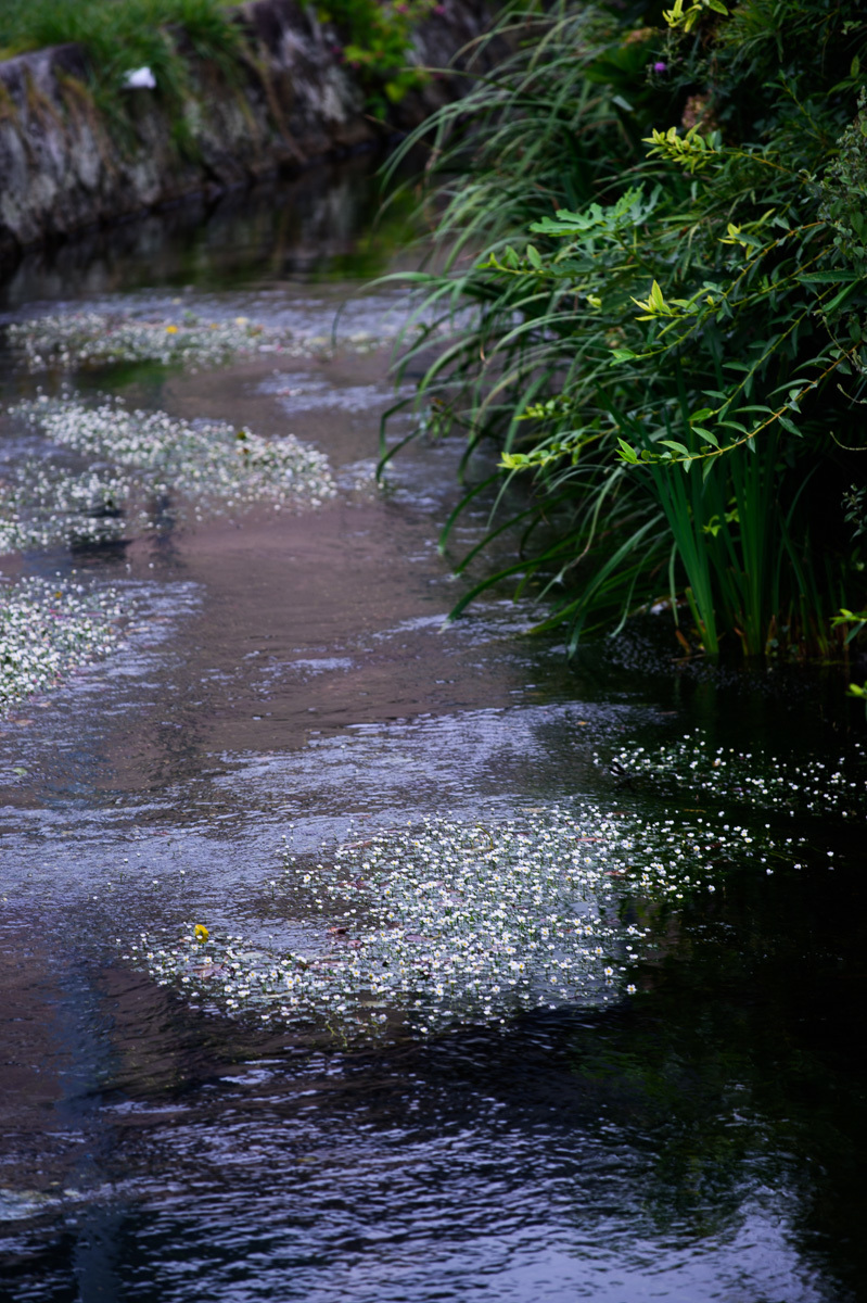 醒井宿の梅花藻　3_a0301676_08425152.jpg