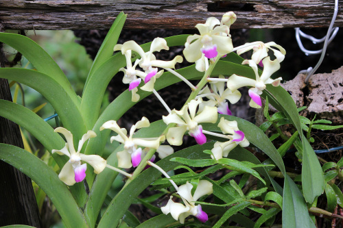 台風一過；２度目の開花　Vanda ustii_d0007501_09074107.jpg