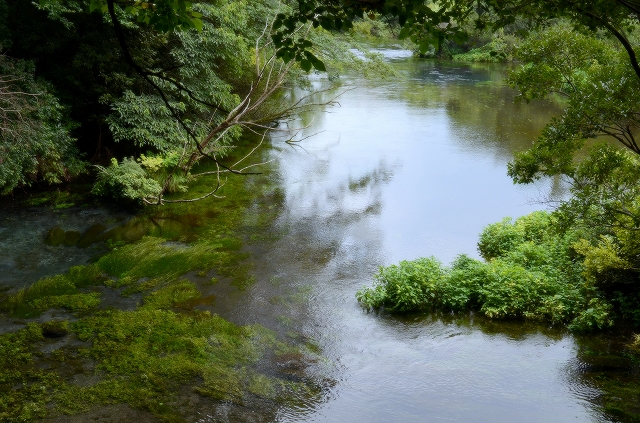 柿田川公園の泉_a0169902_7521046.jpg