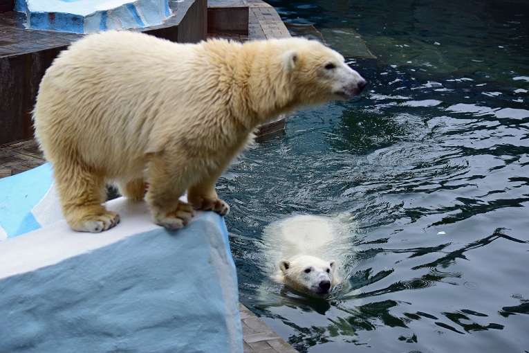 ロシアと日本のファンとの心の交流 ~ ホッキョクグマを介して国際交流に新たな地平線を切り開く_a0151913_1502658.jpg