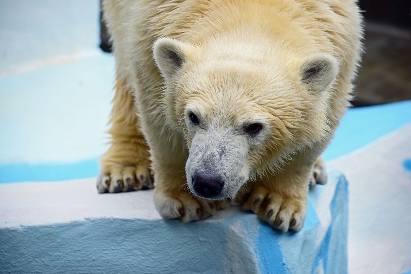 ロシアと日本のファンとの心の交流 ~ ホッキョクグマを介して国際交流に新たな地平線を切り開く_a0151913_2313943.jpg