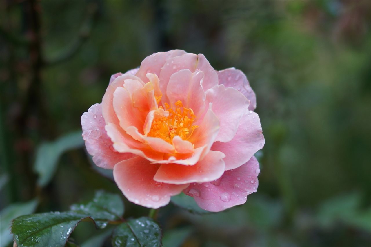 雨あがり、蜘蛛の巣キラキラ_b0352223_00592325.jpg