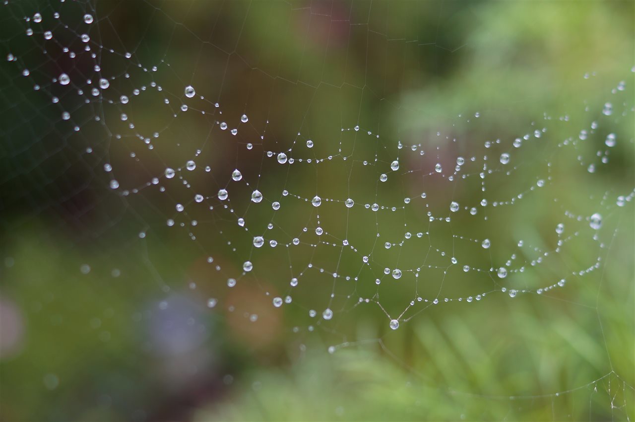 雨あがり、蜘蛛の巣キラキラ_b0352223_00592362.jpg