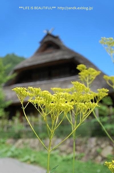 夏休み旅行@河口湖*2016④_d0083623_1145980.jpg