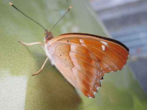 a0345833_22343427.jpg