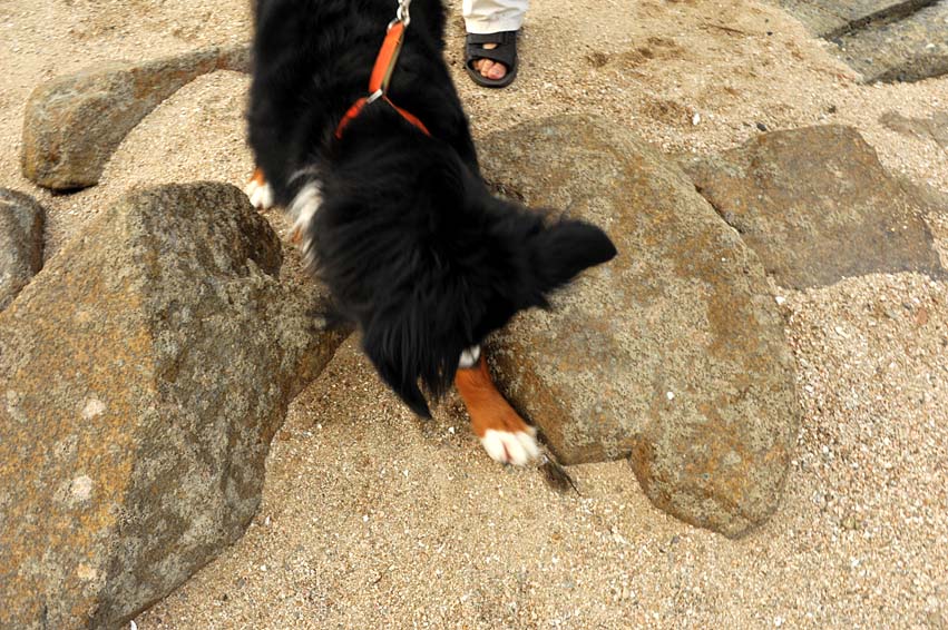 犬連れでお泊り海水浴・その②・・・ララと夕方散歩♪_b0075541_13162348.jpg