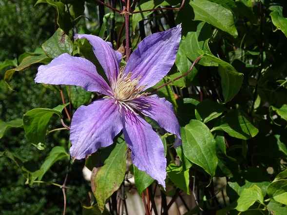 大阪府立花の文化園のシュウカイドウとクレマチス_b0299042_2226016.jpg