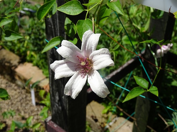 大阪府立花の文化園のシュウカイドウとクレマチス_b0299042_22261365.jpg