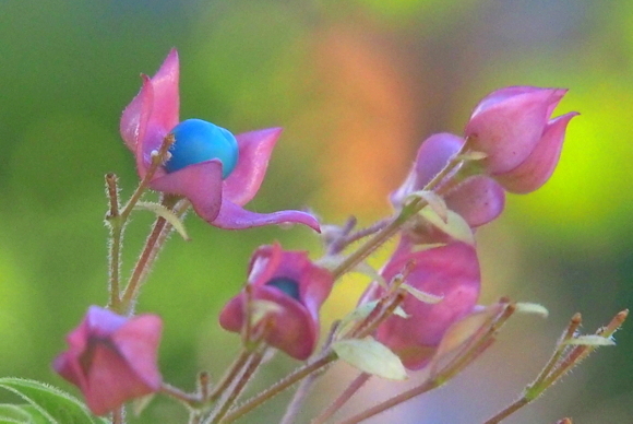 e0249850_11073547.jpg