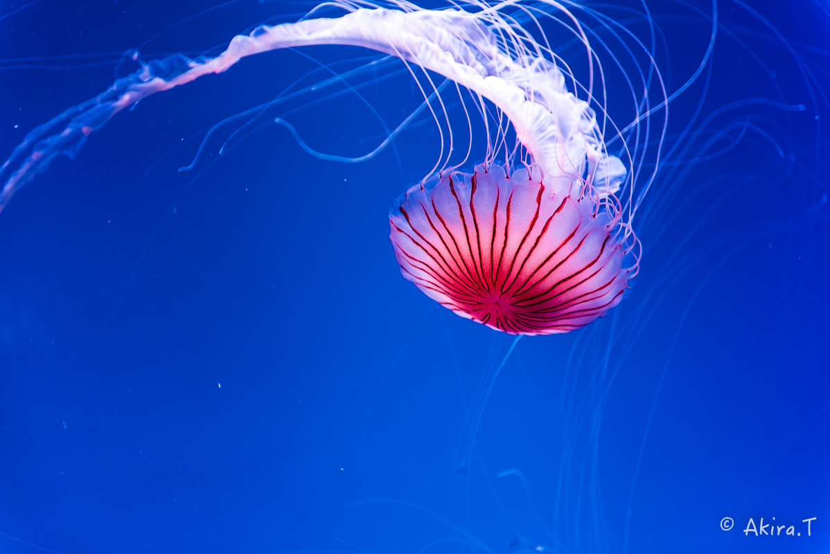 京都水族館 -3-_f0152550_21552954.jpg