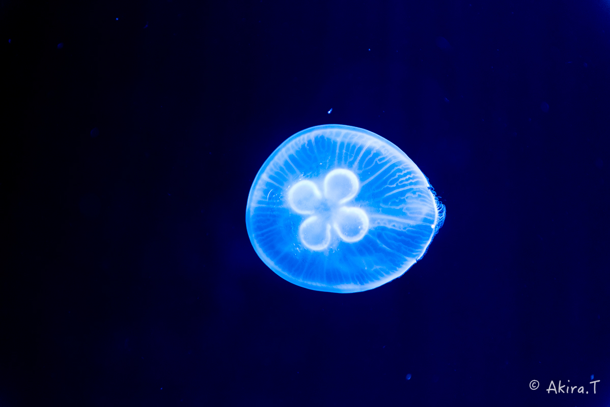 京都水族館 -3-_f0152550_21563495.jpg