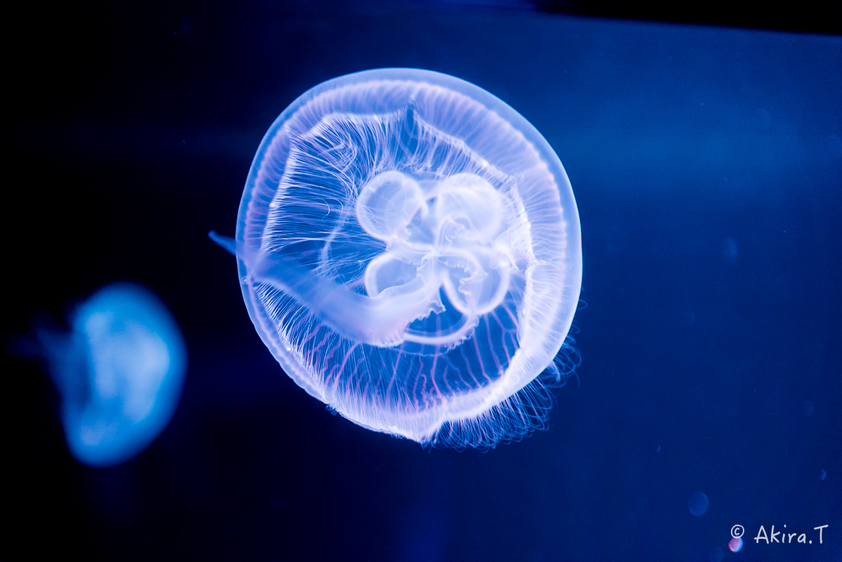 京都水族館 -3-_f0152550_21571081.jpg