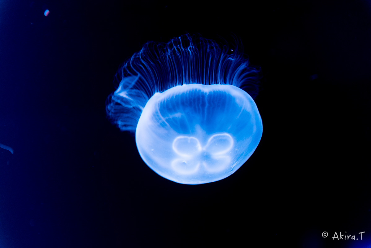 京都水族館 -3-_f0152550_21592976.jpg