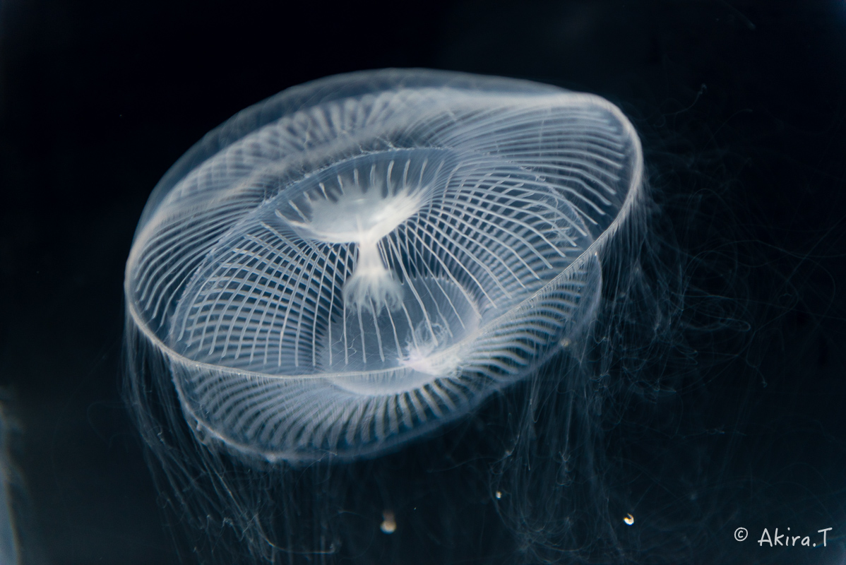 京都水族館 -3-_f0152550_21595955.jpg