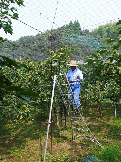 太秋柿 古川果樹園 今年も順調に成長中!でも思わぬことが!8月に雹が降ったんです!(後編)_a0254656_18163687.jpg