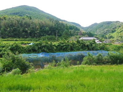 太秋柿 古川果樹園 今年も順調に成長中!でも思わぬことが!8月に雹が降ったんです!(後編)_a0254656_1952720.jpg