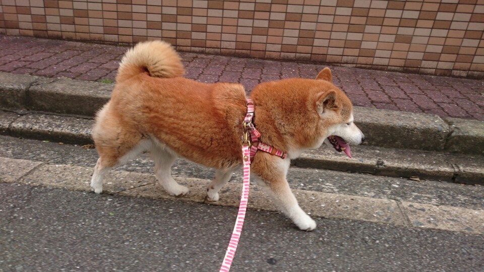 お散歩♪_f0357682_19510653.jpg