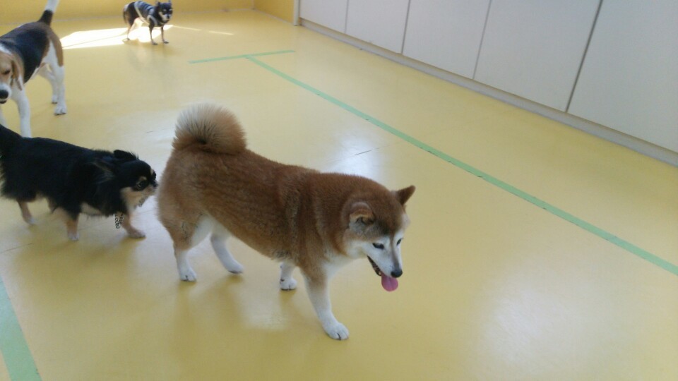 お散歩♪_f0357682_19552484.jpg