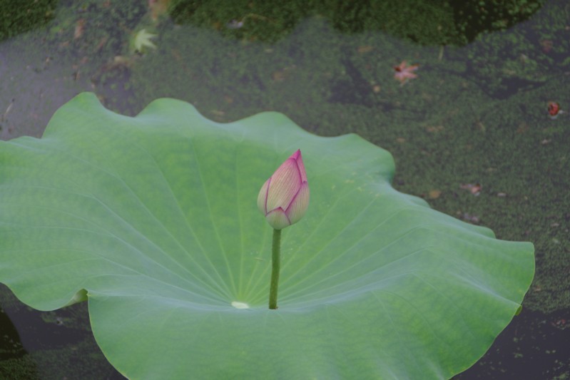 c0144185_1721364.jpg