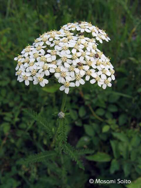 セイヨウノコギリソウ 西洋鋸草 草花と自然blog